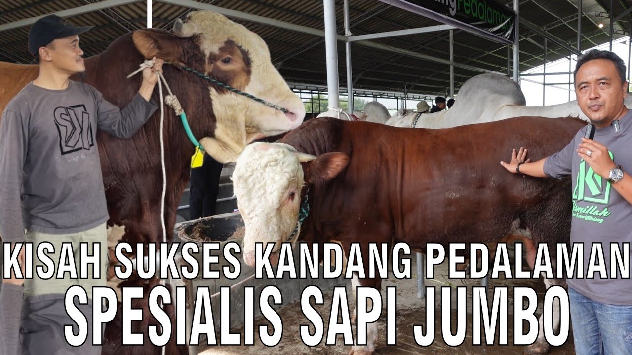 gb-24012024-06.52.30-Kisah-Sukses-Kandang-Pedalaman-Spesialis-Sapi-Jumbo.jpg