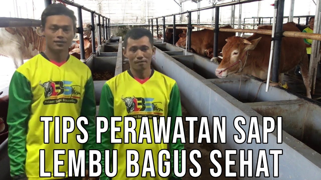 gb-24022024-02.58.05-Tips-Perawatan-Sapi-Super-Lembu-Bagus-Sehat.jpg