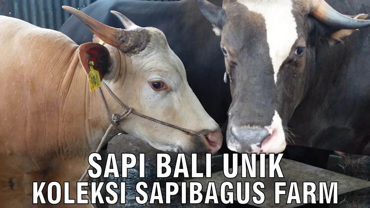 gb-24042024-04.25.49-Sapi-Bali-Unik-Koleksi-Sapibagus-Farm.jpg