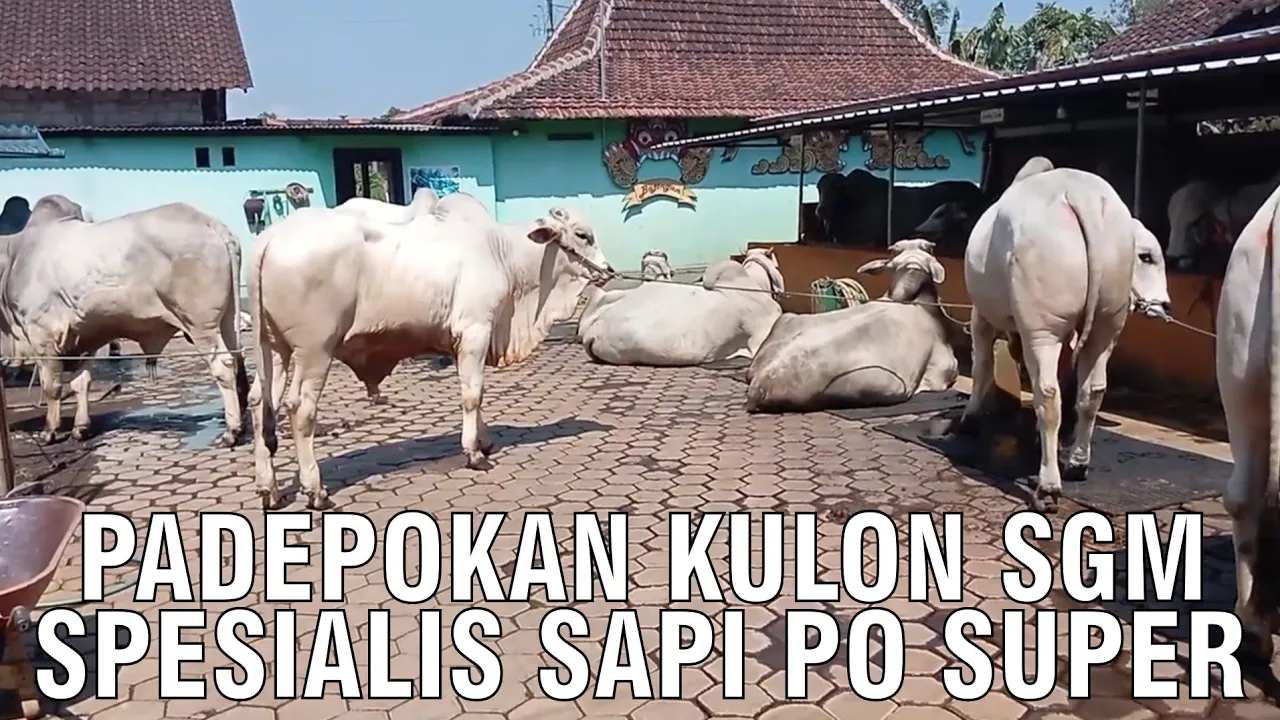 gb-24082023-07.11.10-Spesialis-Sapi-PO-Super-Padepokan-Kulon-SGM.jpg