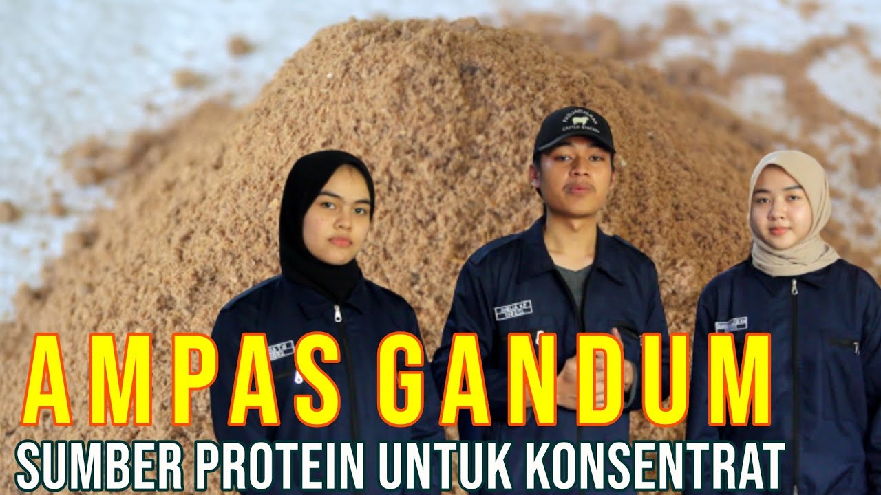 gb-24092022-07.59.15-Bahan-Konsentrat-Ampas-Gandum-Sumber-Protein-Pakan-Ternak.jpg