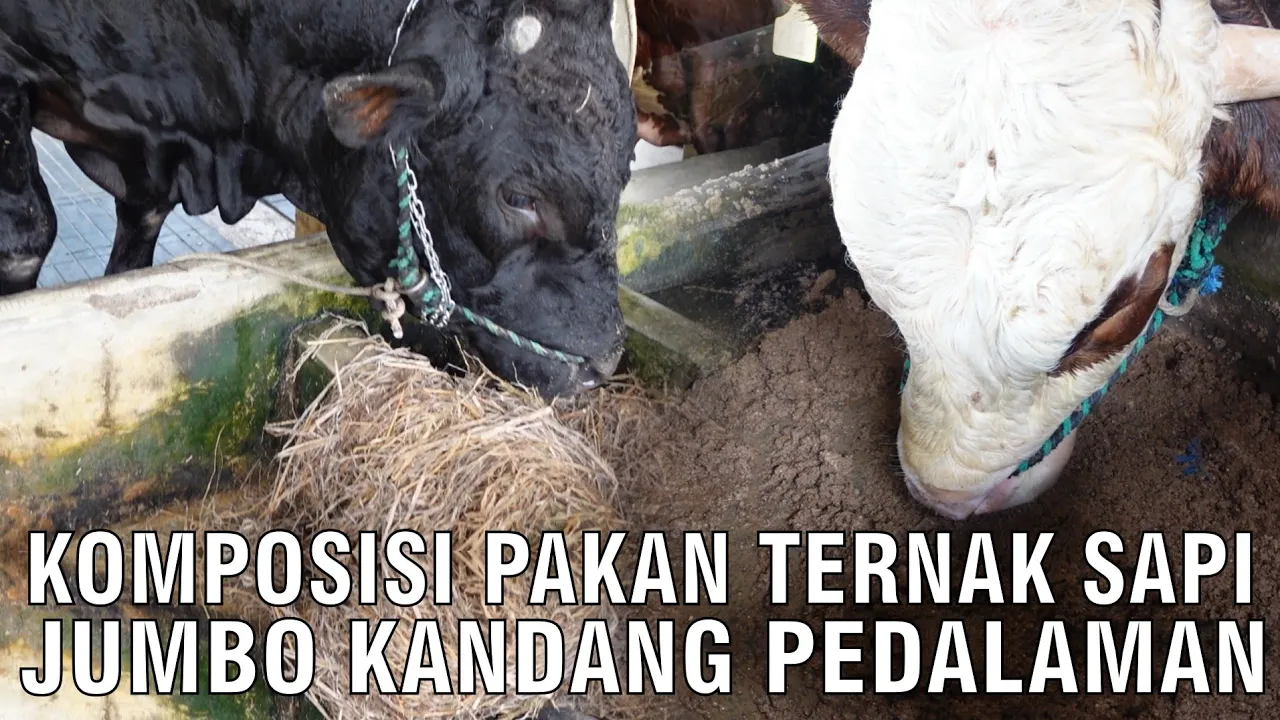 gb-24092023-08.35.36-Komposisi-Pakan-Sapi-Jumbo-Kandang-Pedalaman.jpg