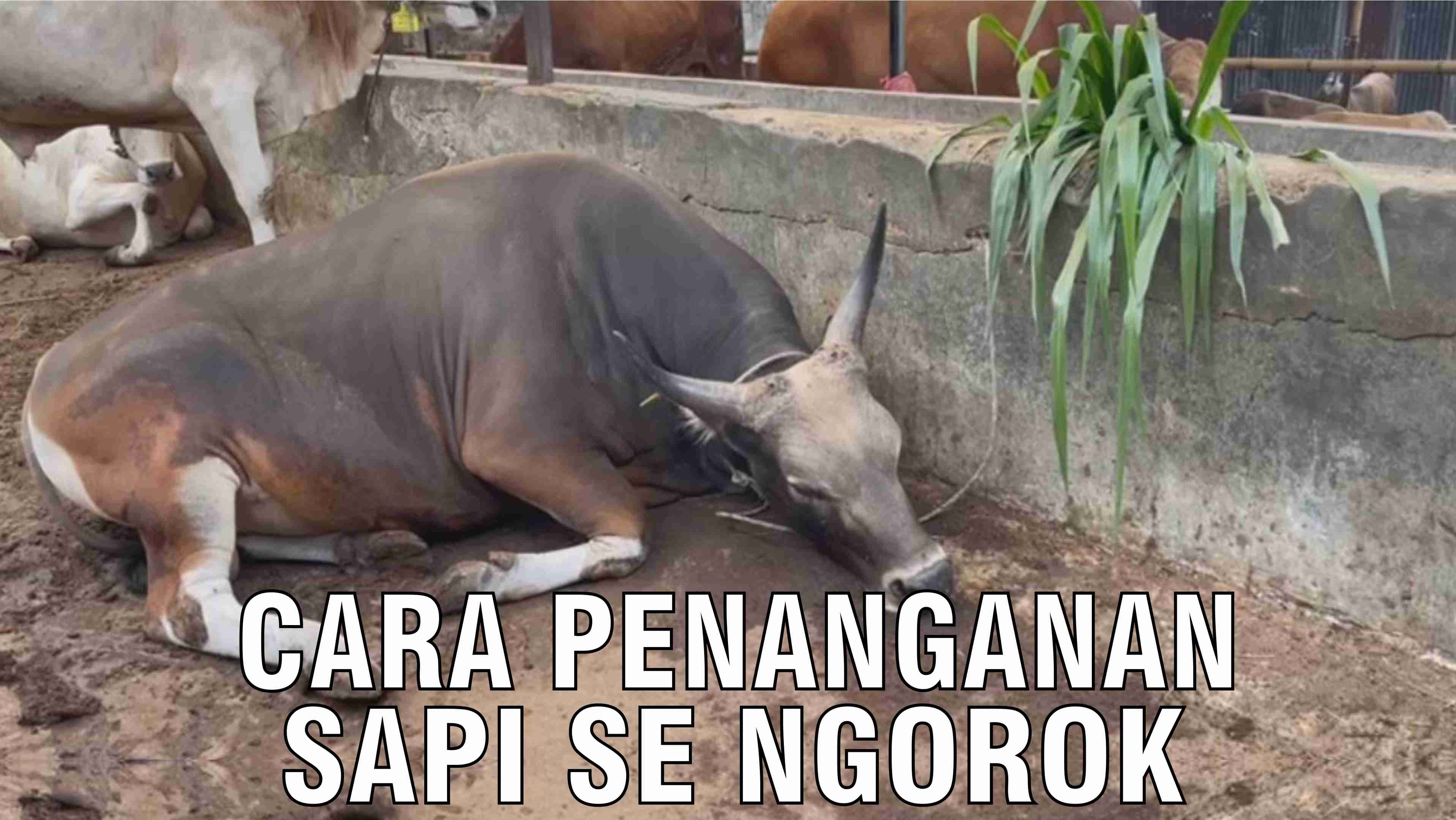 gb-24102024-03.42.01-Cara-Penanganan-Sapi-Ngorok-SE.jpg