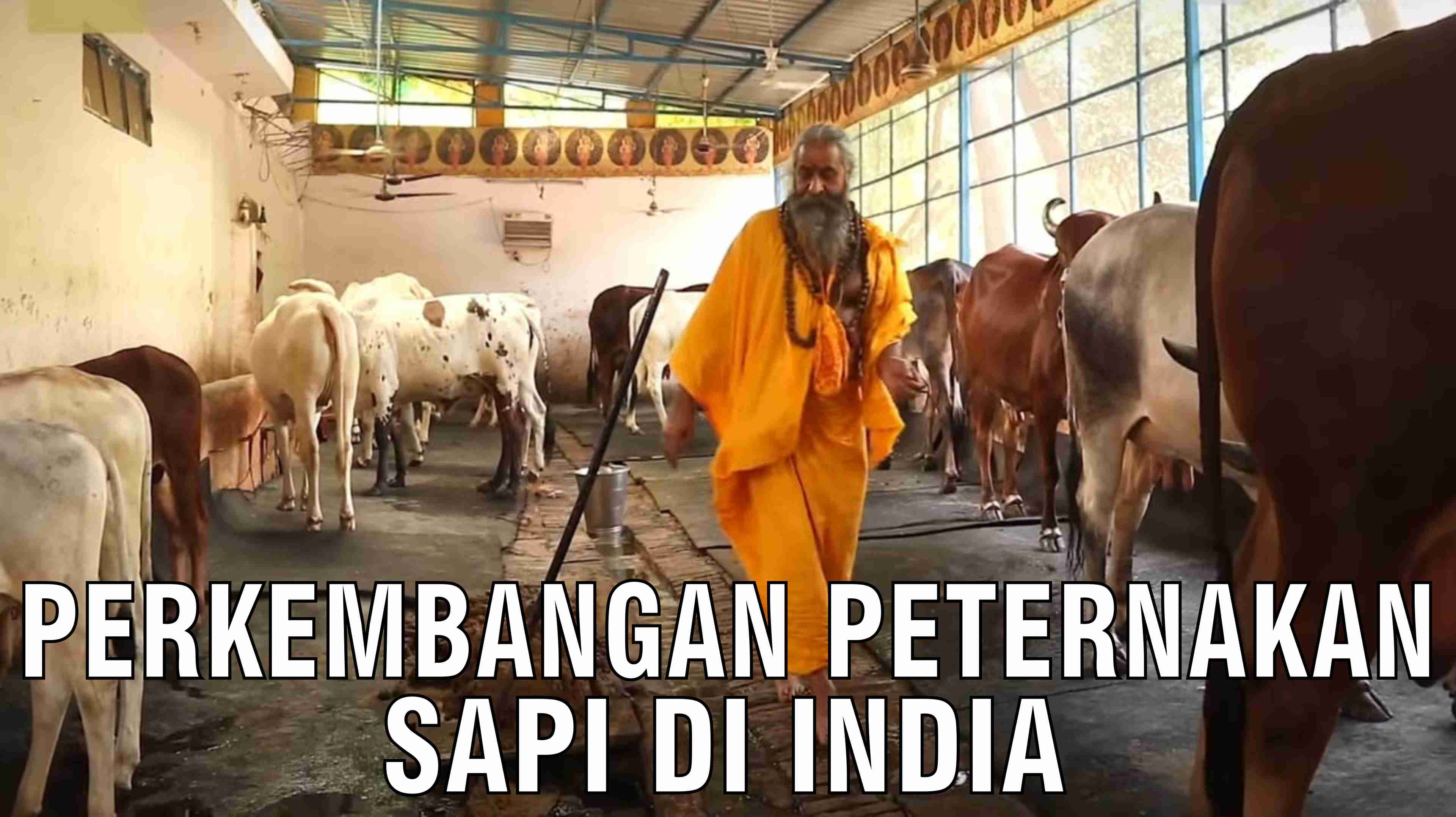 Perkembangan Peternakan Sapi Di India