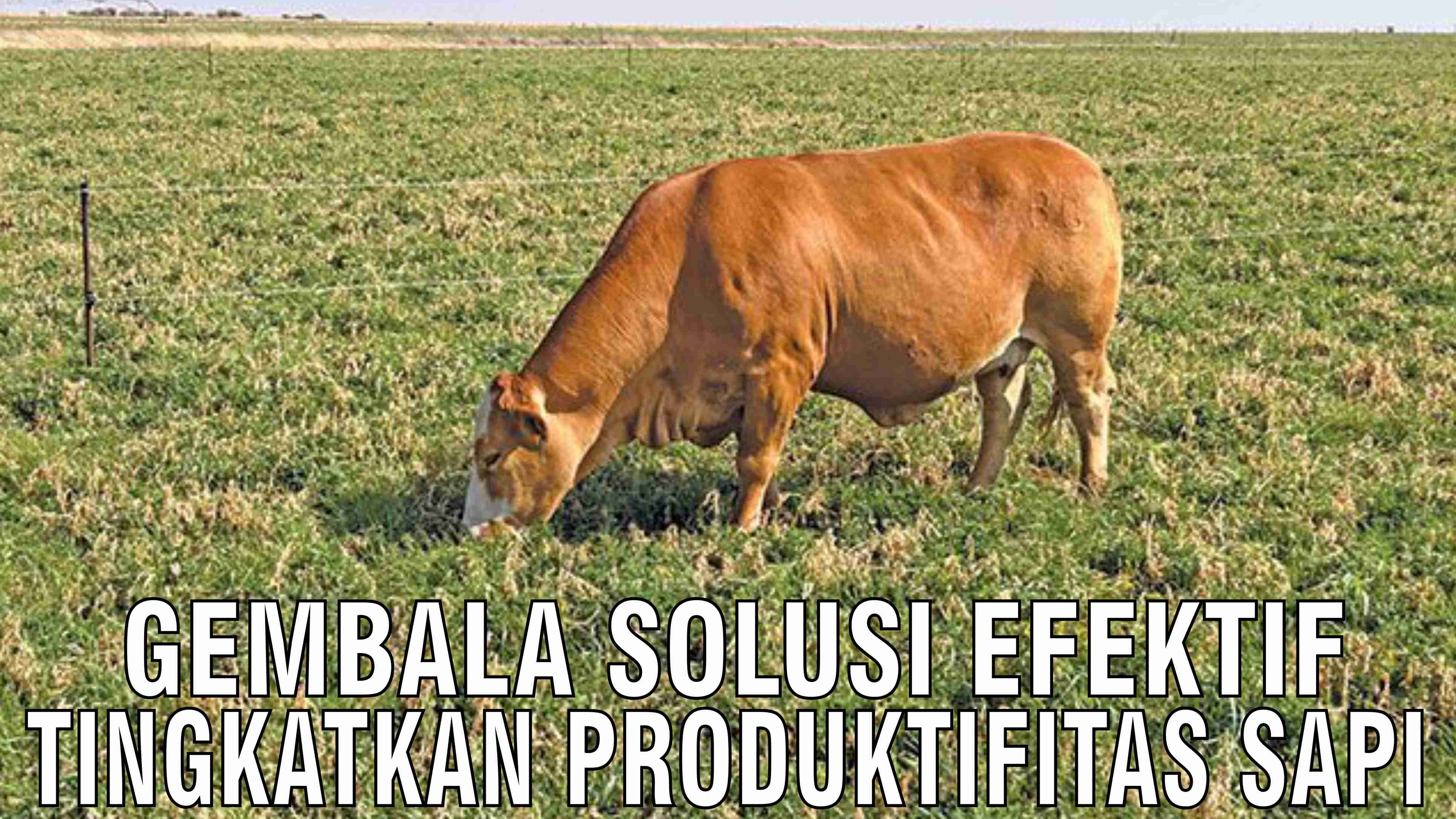 gb-24102024-07.25.36-Gembala-Solusi-Efektif-Tingkatkan-Produktifitas-Sapi.jpg