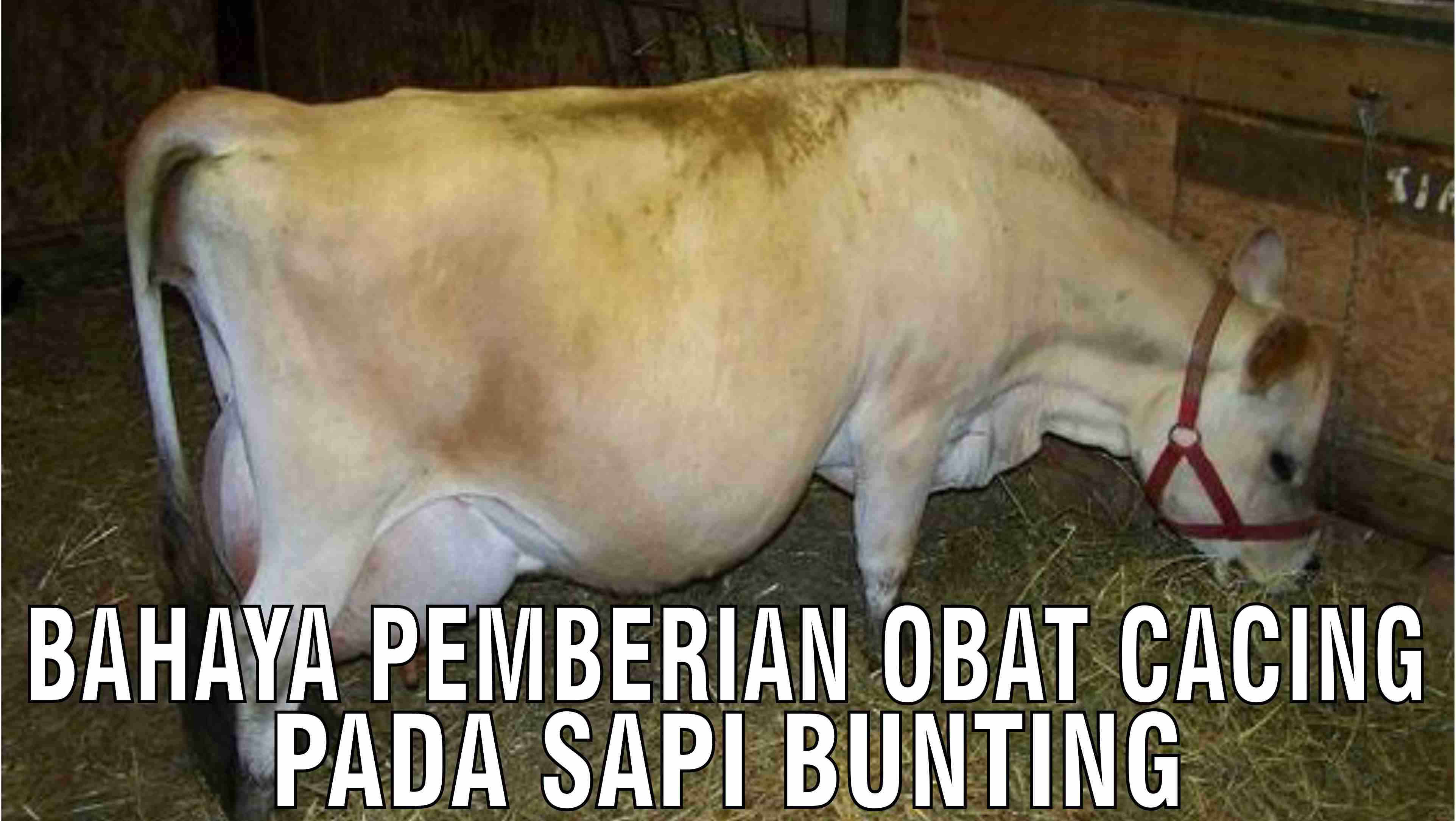 Bahaya Pemberian Obat Cacing Pada Sapi Bunting