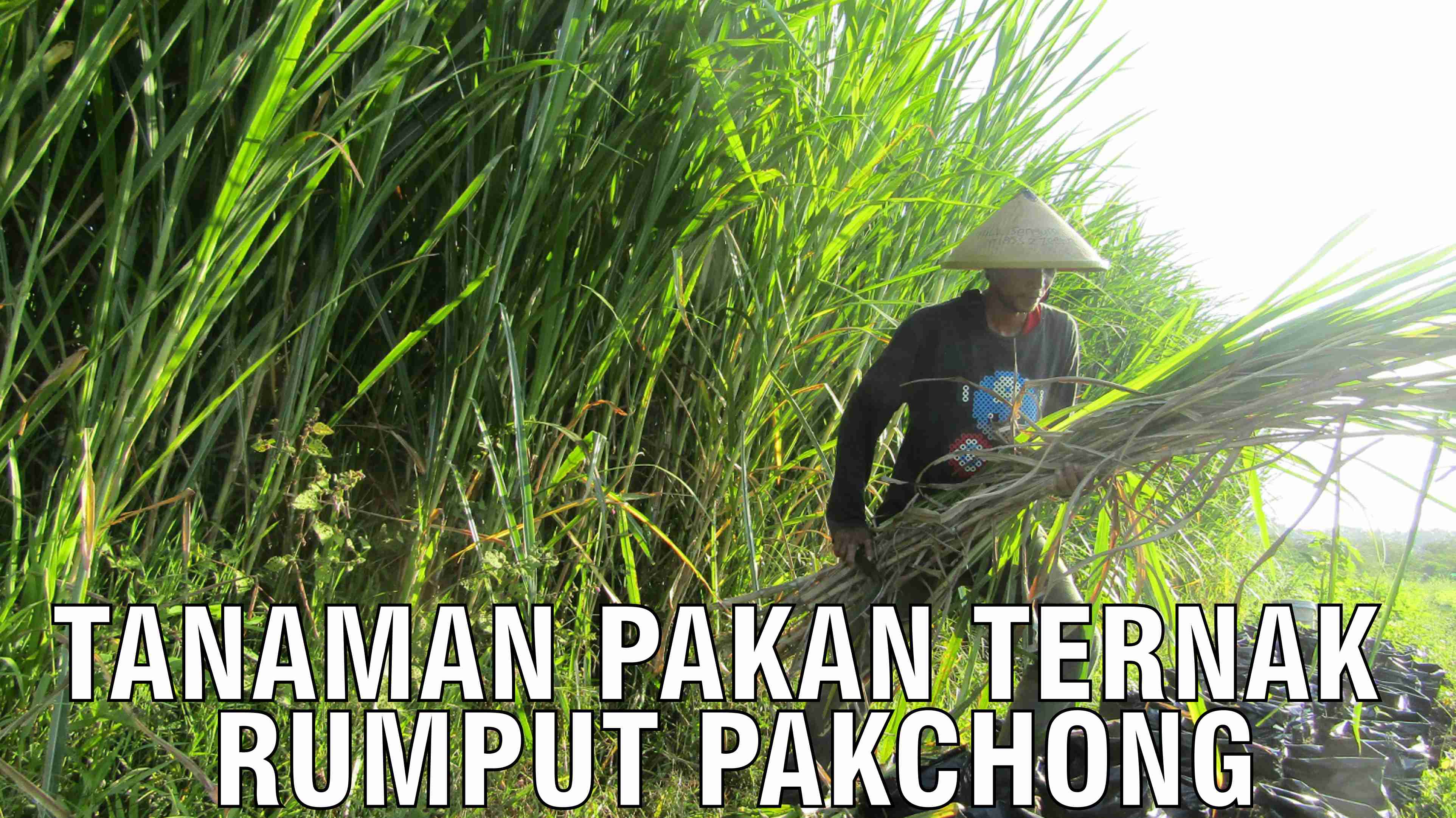 gb-24102024-09.08.26-Tanaman-Pakan-Ternak-Rumput-Pakchong.jpg