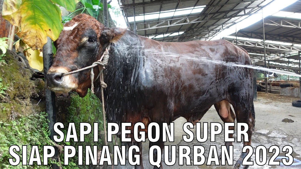 gb-25062023-09.28.53-Kurban-Sapi-Pegon-Super-Siap-Pinang-2023.jpg