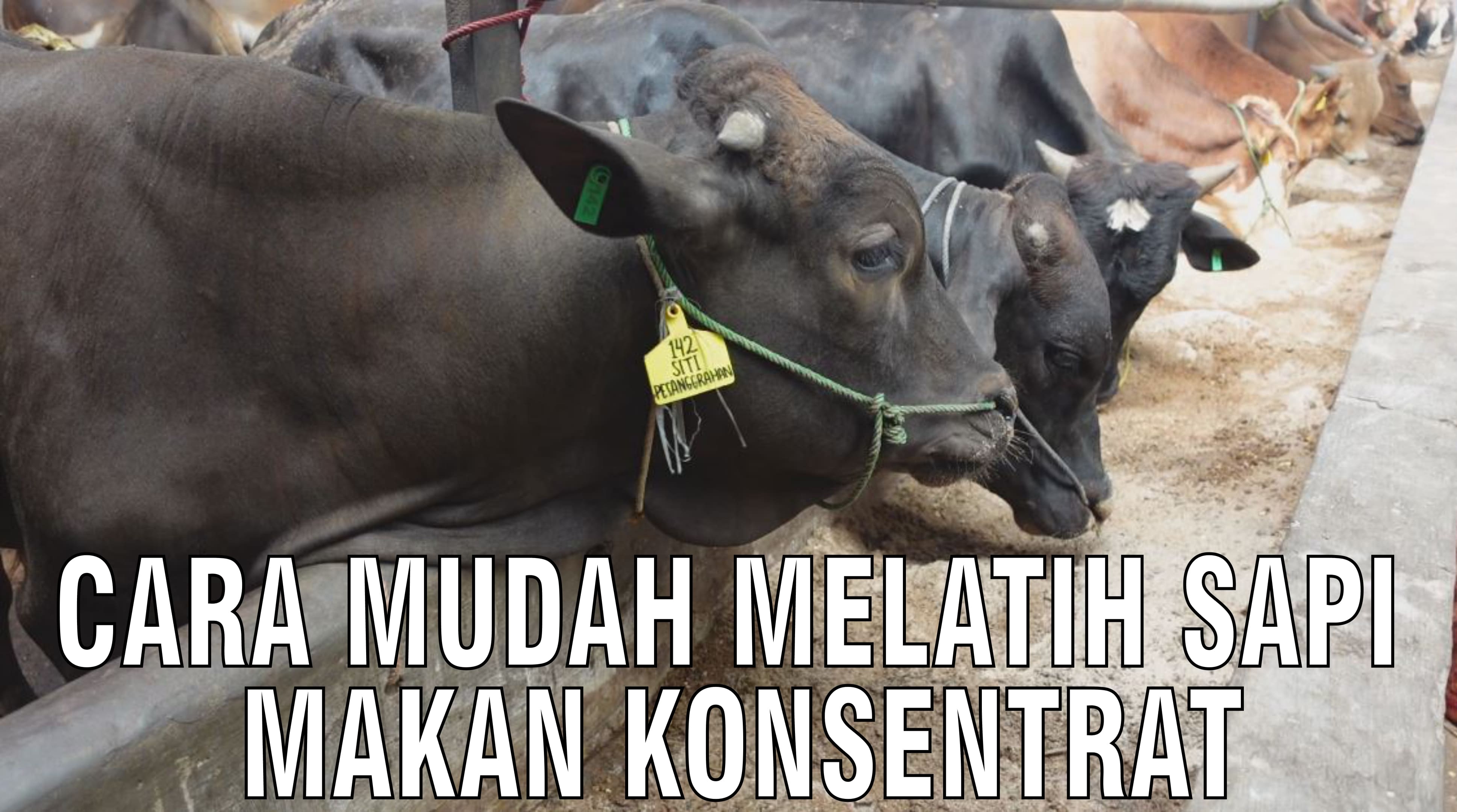 gb-25092024-06.23.28-Cara-Mudah-Melatih-Sapi-Makan-Konsentrat.jpg