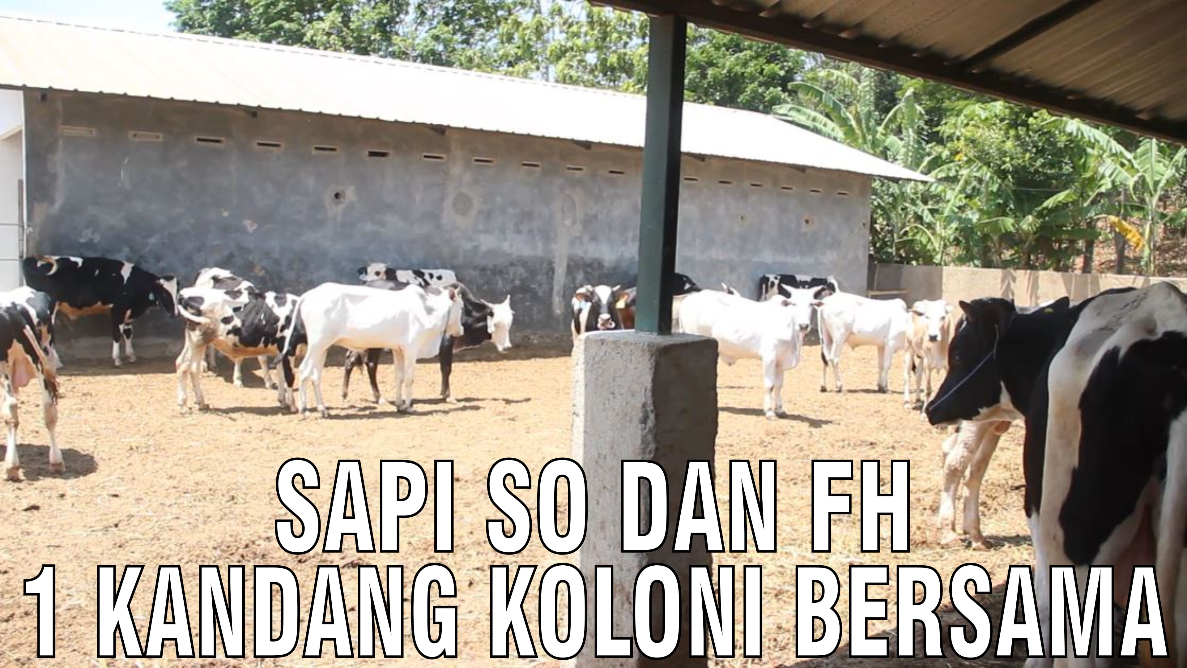 gb-25092024-06.43.01-Sapi-SO-Dan-FH-1-Kandang-Koloni-Bersama.jpg