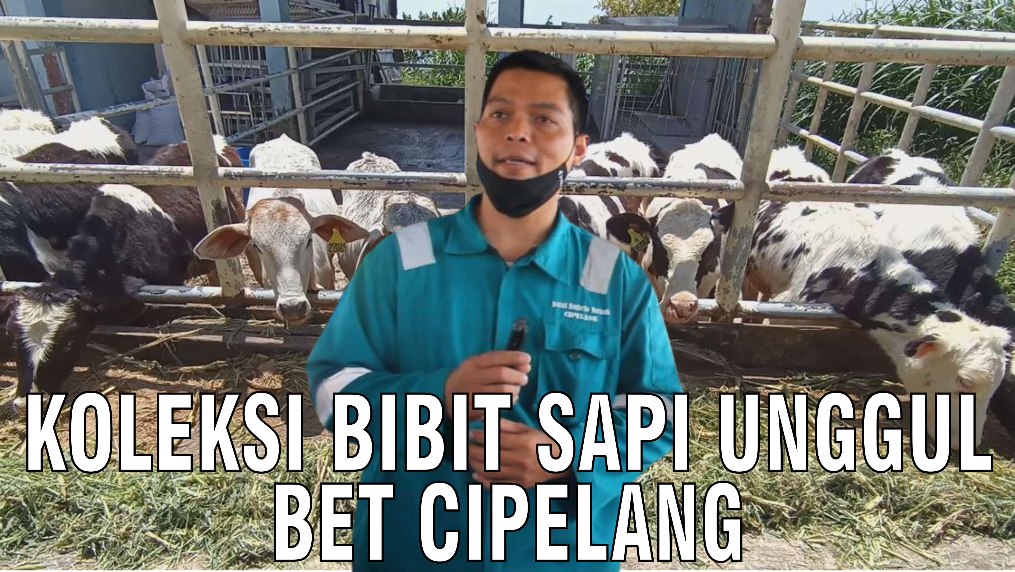 gb-25092024-07.22.08-Koleksi-Bibit-Sapi-Unggul-Balai-Embrio-Ternak-Cipelang.jpg