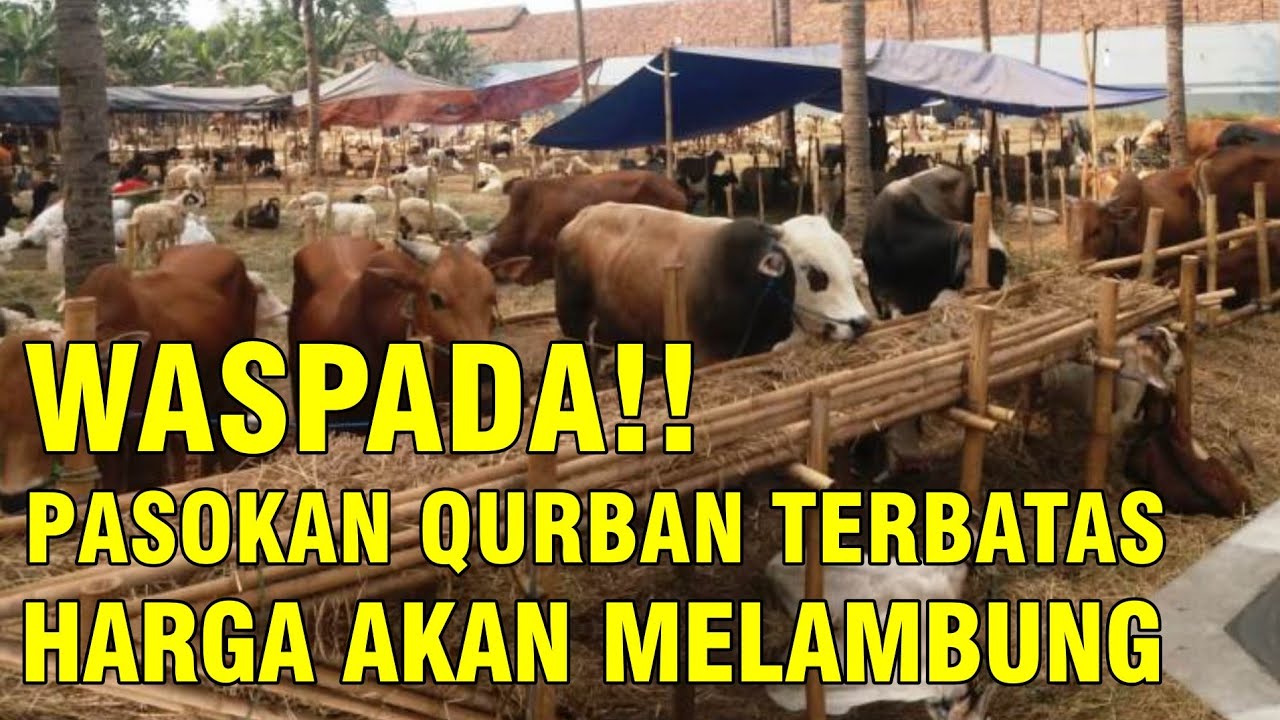 gb-25102023-06.18.06-Pasokan-Sapi-Qurban-2022-Terbatas-Akibat-PMK.jpg