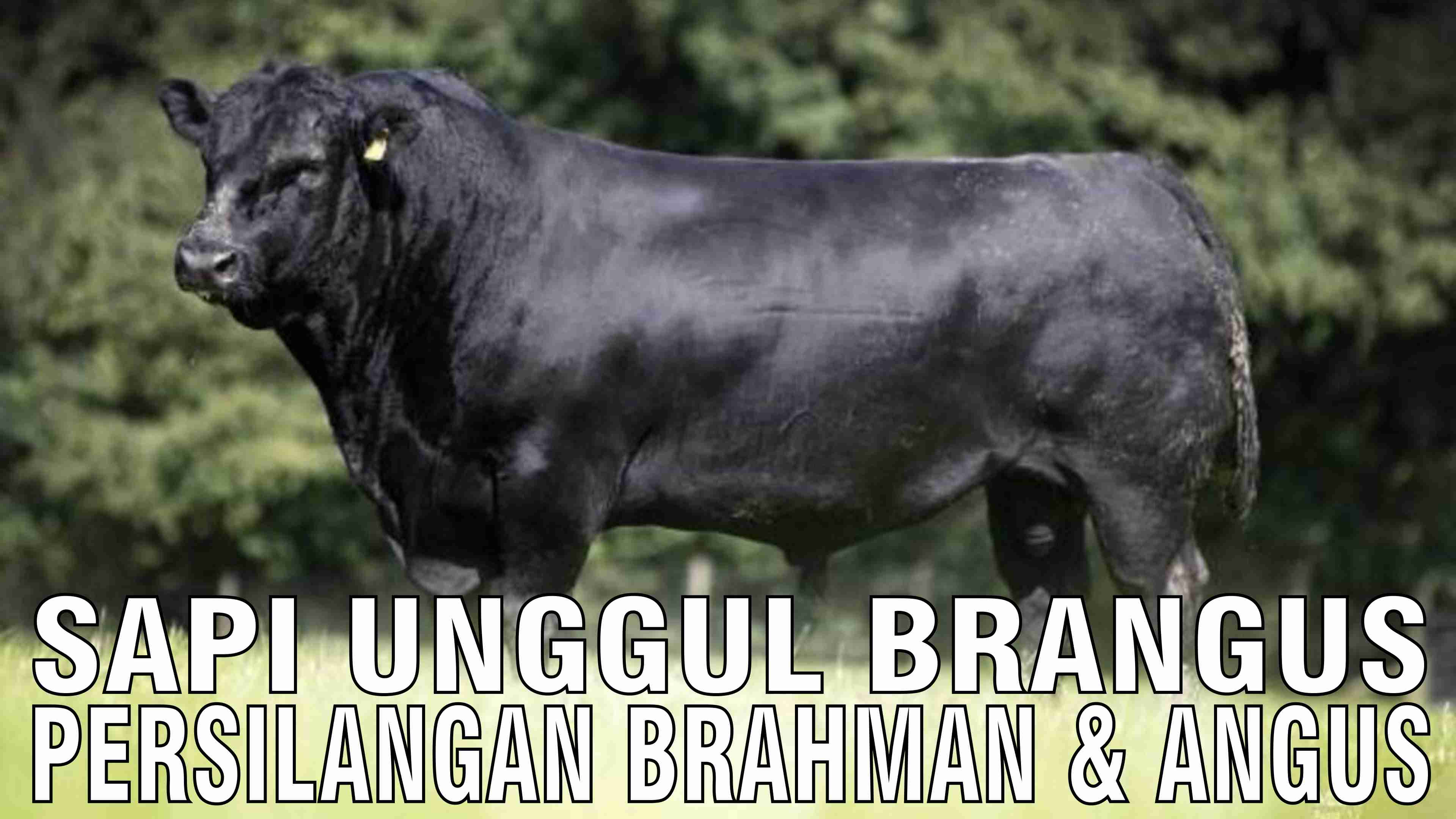 gb-25102024-09.07.59-Sapi-Unggul-Brangus-Persilangan-Brahman-Dan-Angus.jpg