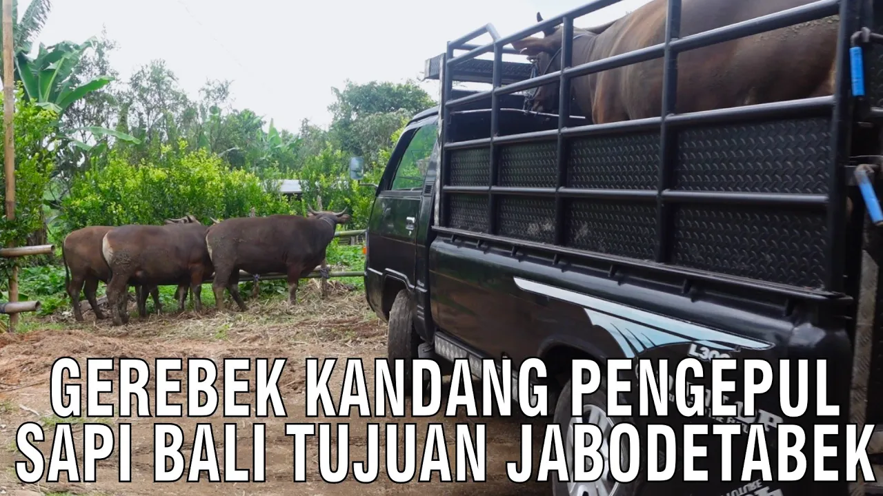 Grebek Kandang Pengepul Sapi Bali Tujuan Jabodetabek