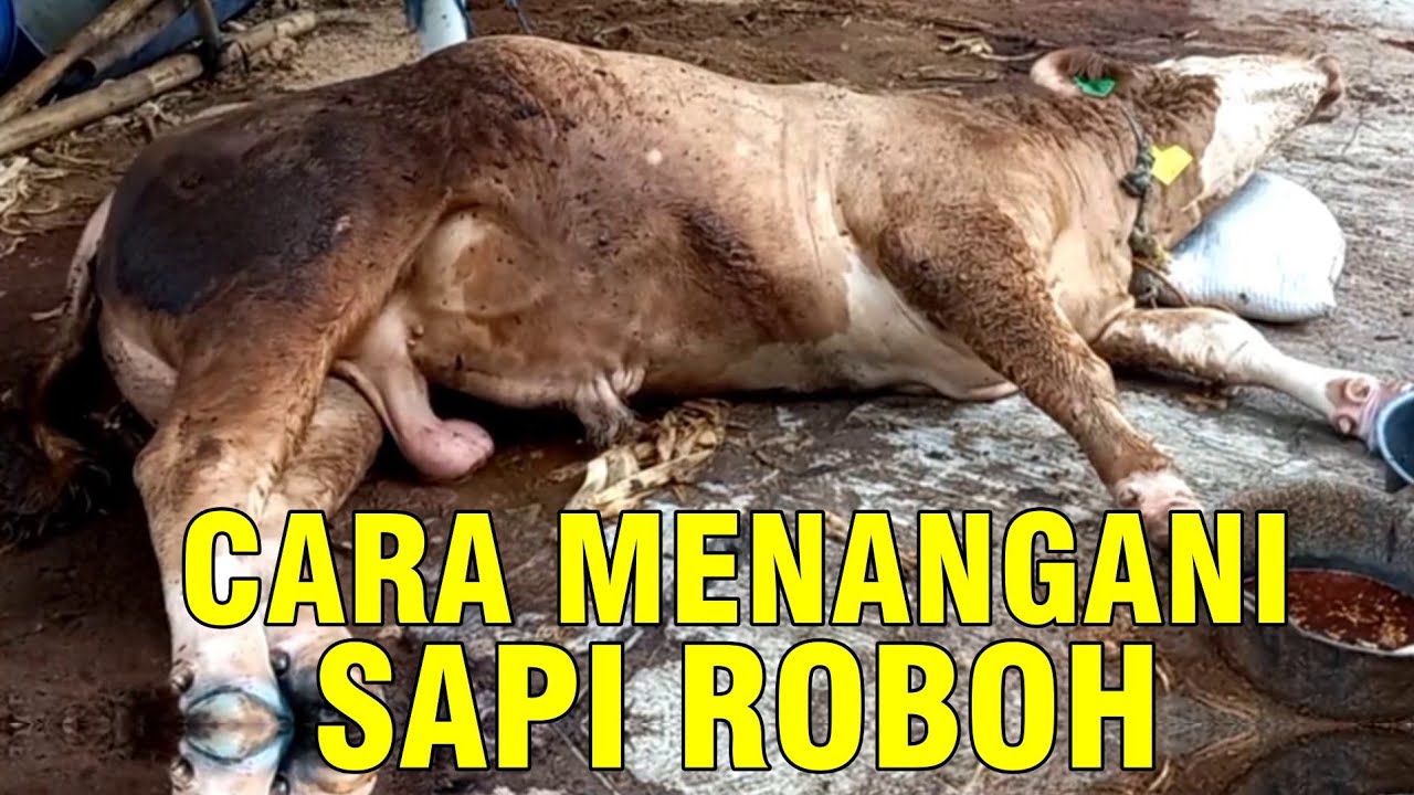 gb-26102023-04.55.18-Cara-Mengatasi-Sapi-Ambruk-Roboh-Ampuh.jpg