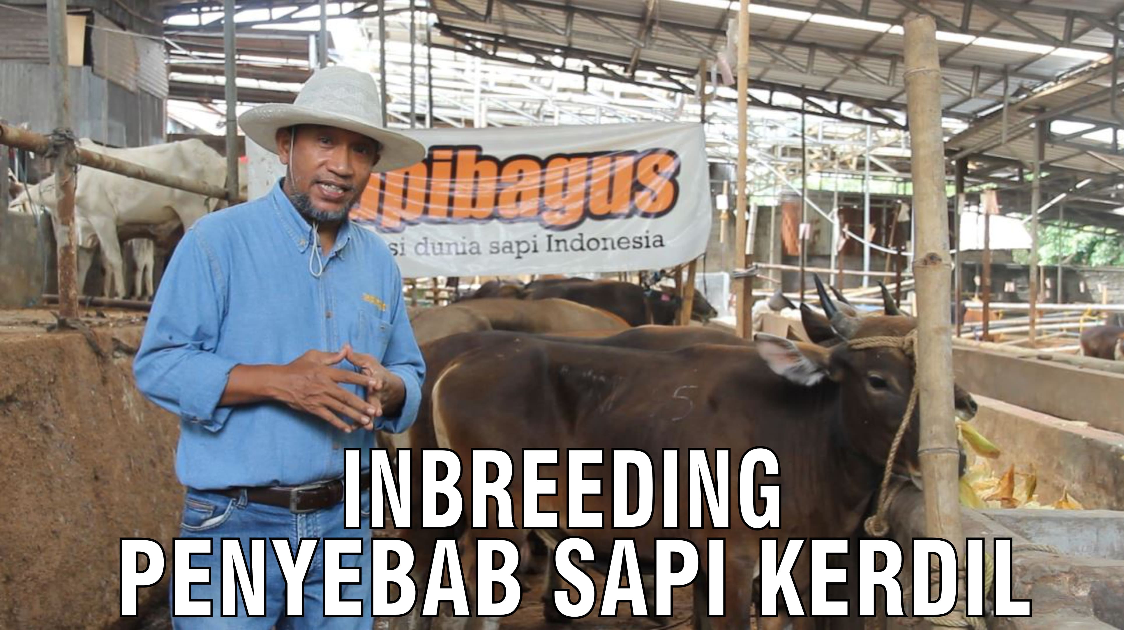 gb-27092024-03.33.44-Inbreeding-Penyebab-Sapi-Kerdil.jpg