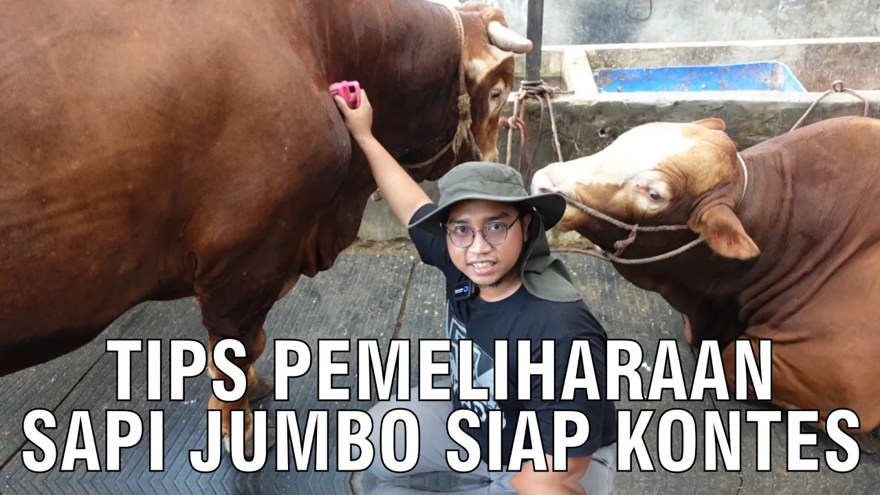 gb-28022024-04.33.14-Tips-Pemeliharaan-Sapi-Jumbo-Siap-Kontes.JPG