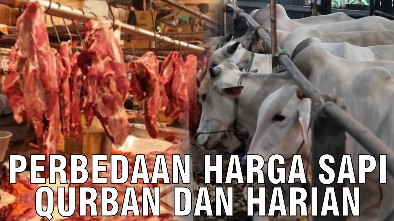 gb-28082023-05.17.43-Perbedaan-Harga-Sapi-Qurban-Dan-Harian.jpg