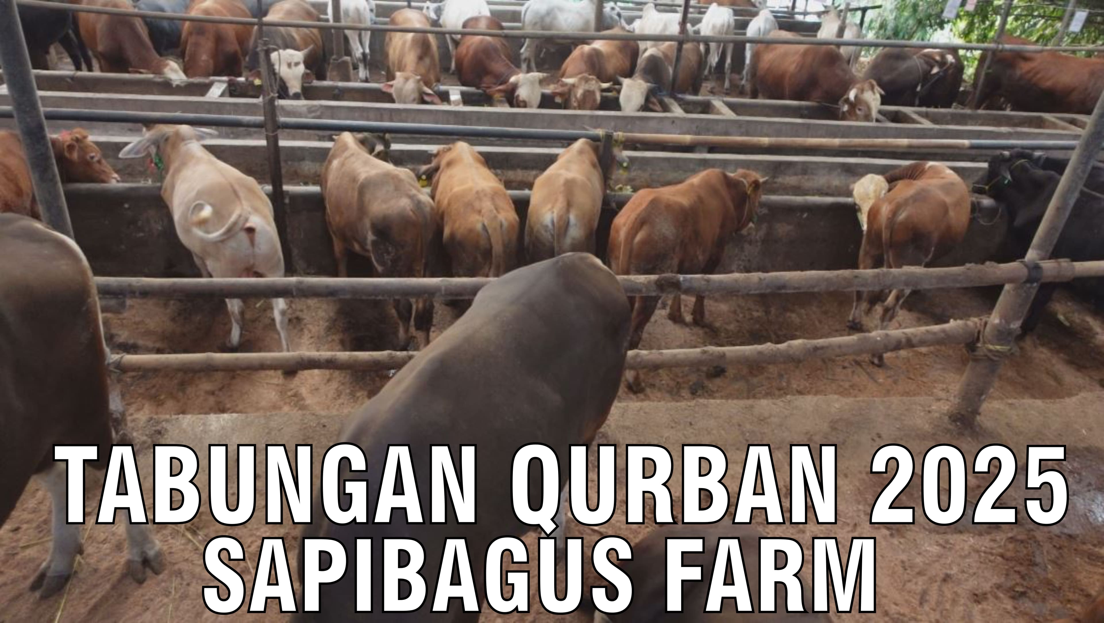 gb-28092024-05.26.47-Tabungan-Qurban-2025-Sapibagus-Farm.jpg