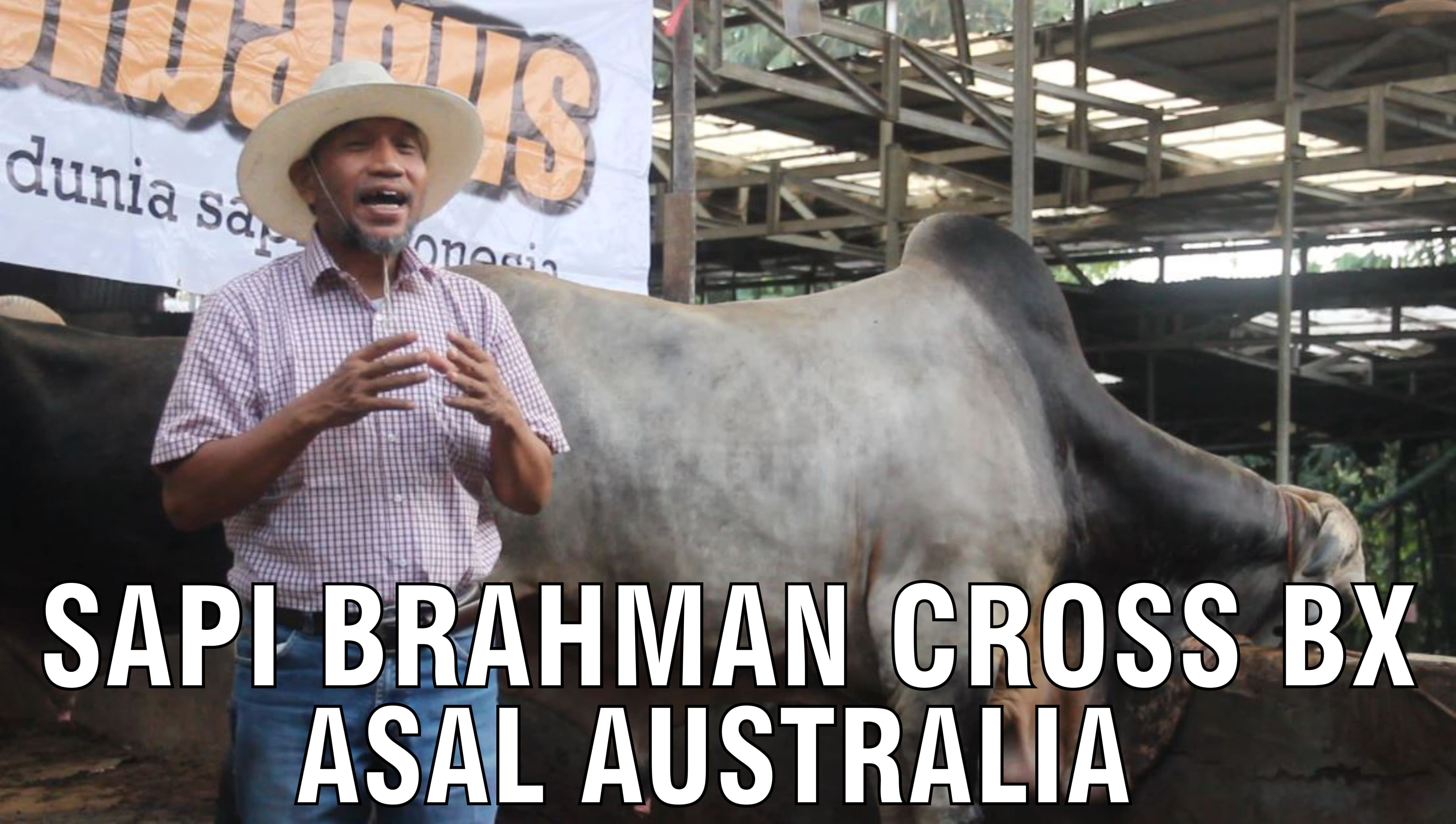 gb-28092024-07.44.21-Sapi-Brahman-Cross-BX-Asal-Australia.jpg