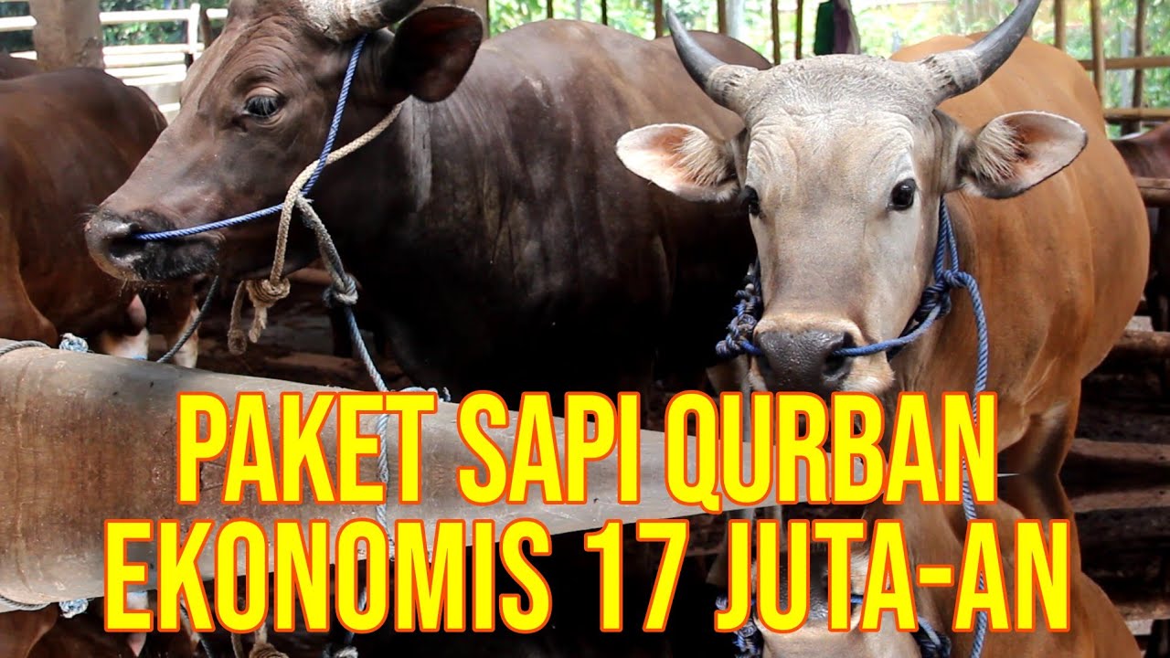 gb-28102023-06.56.01-Jual-Sapi-Qurban-Murah-Jakarta,-Depok,-Bekasi,-Bogor-2022.jpg