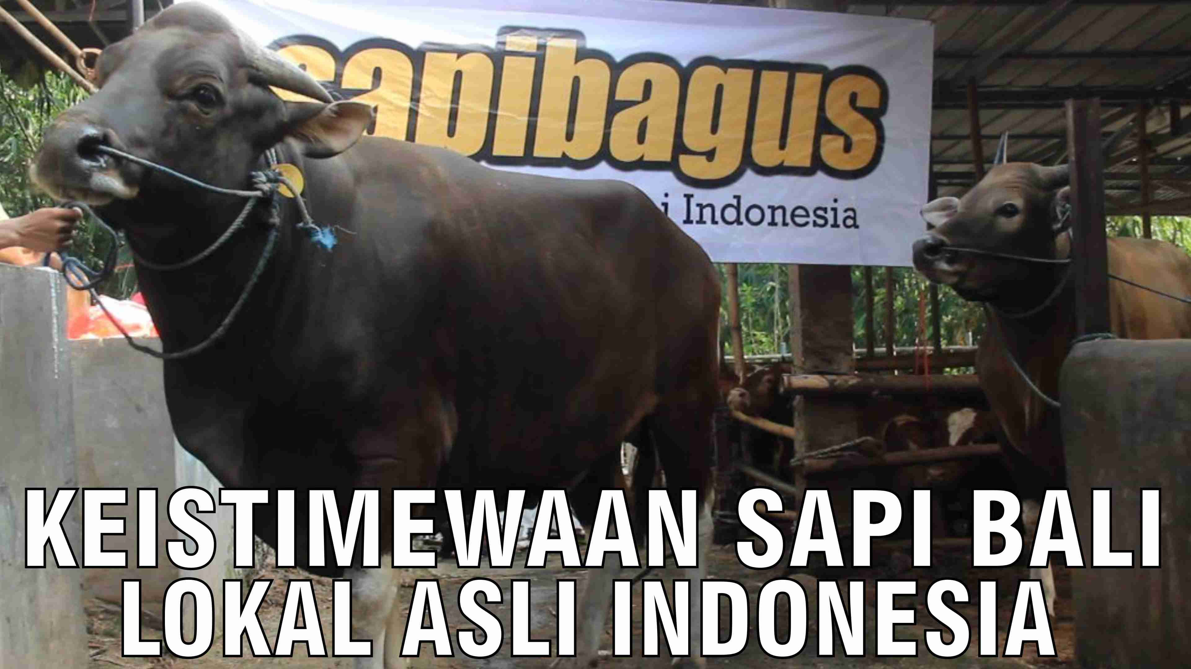 Keistimewaan Sapi Bali Lokal Asli Indonesia