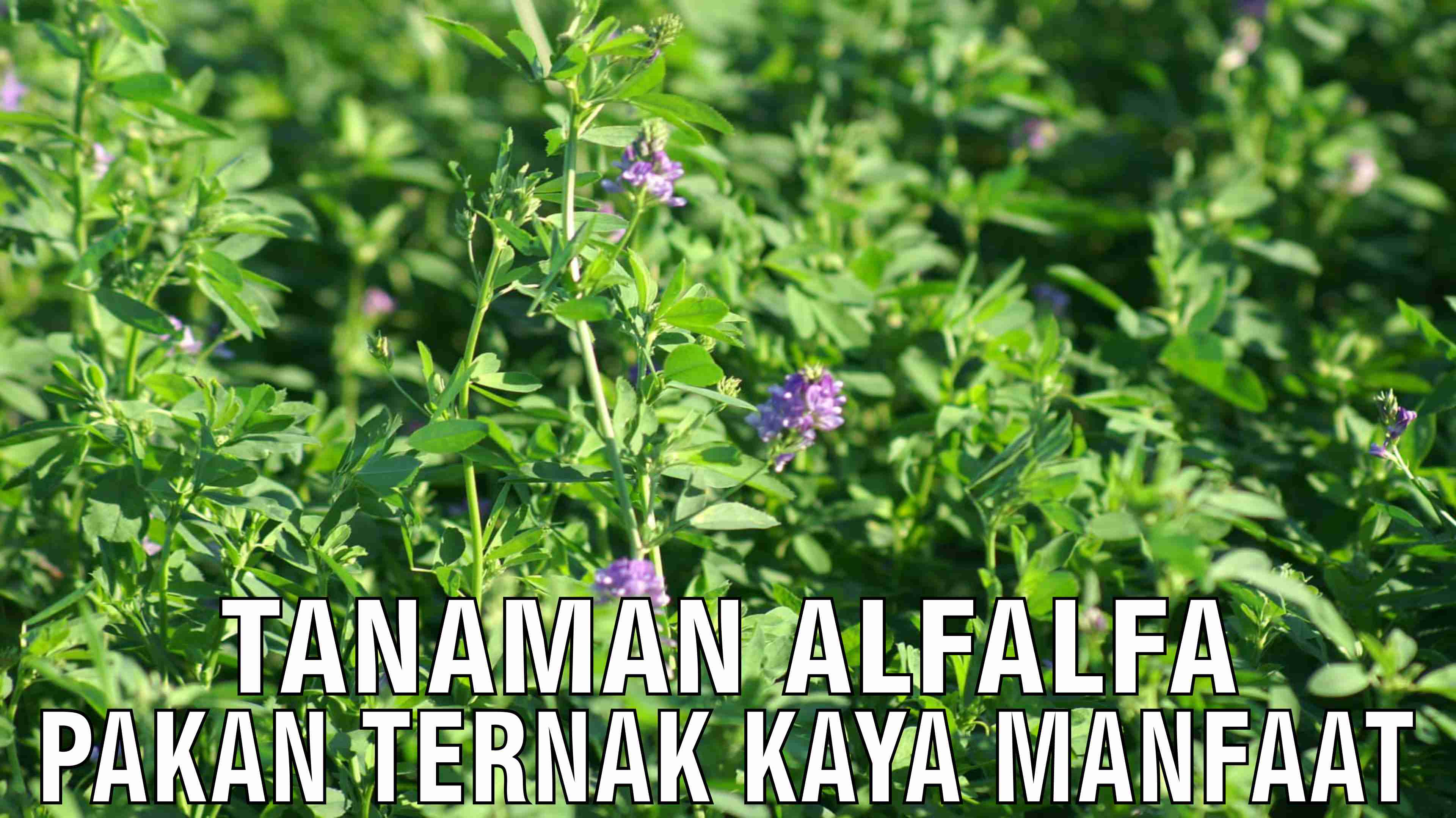 gb-28102024-05.02.05-Tanaman-Alfalfa-Pakan-Ternak-Kaya-Manfaat.jpg