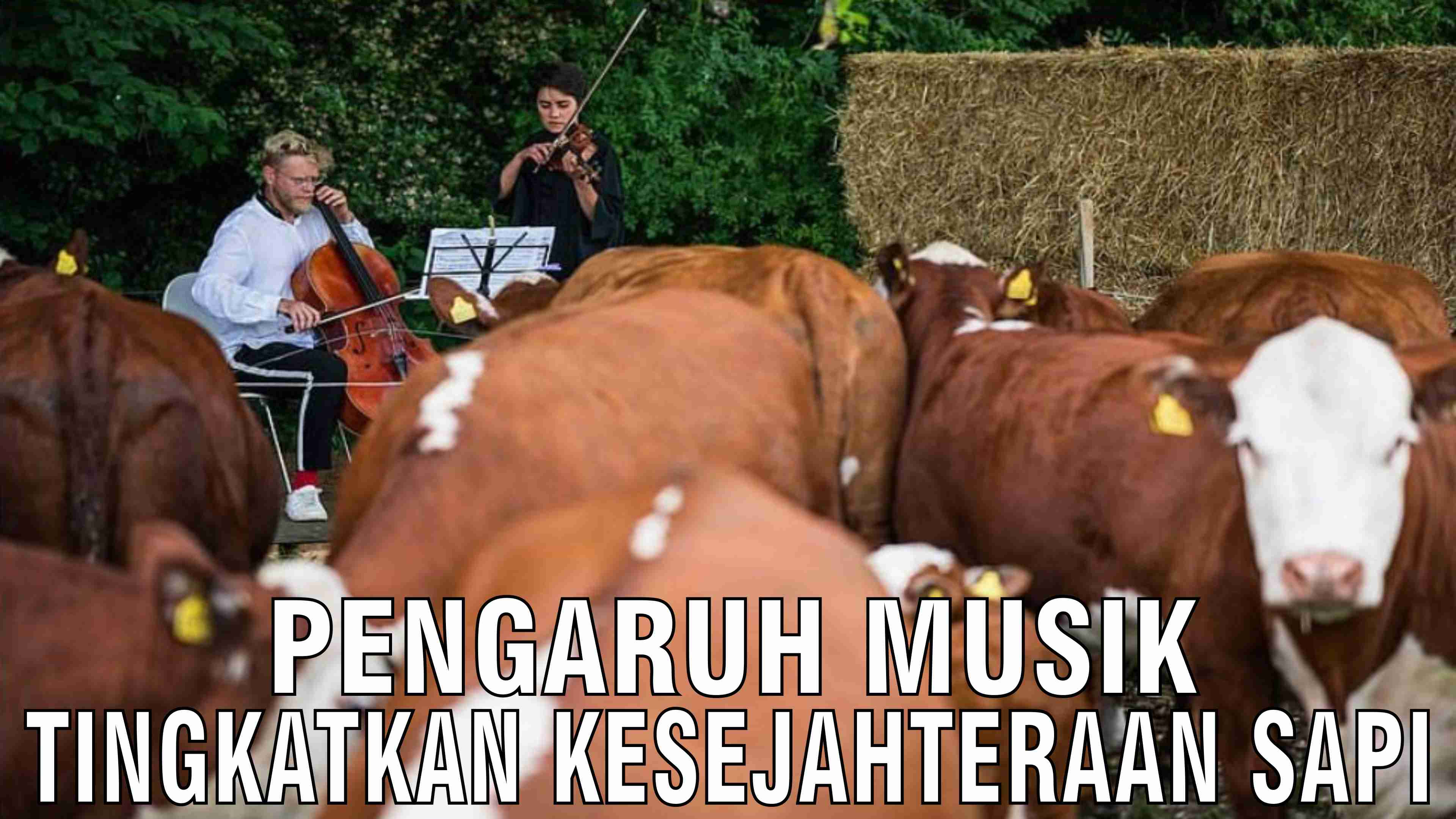 Pengaruh Musik Tingkatkan Kesejahteraan Sapi