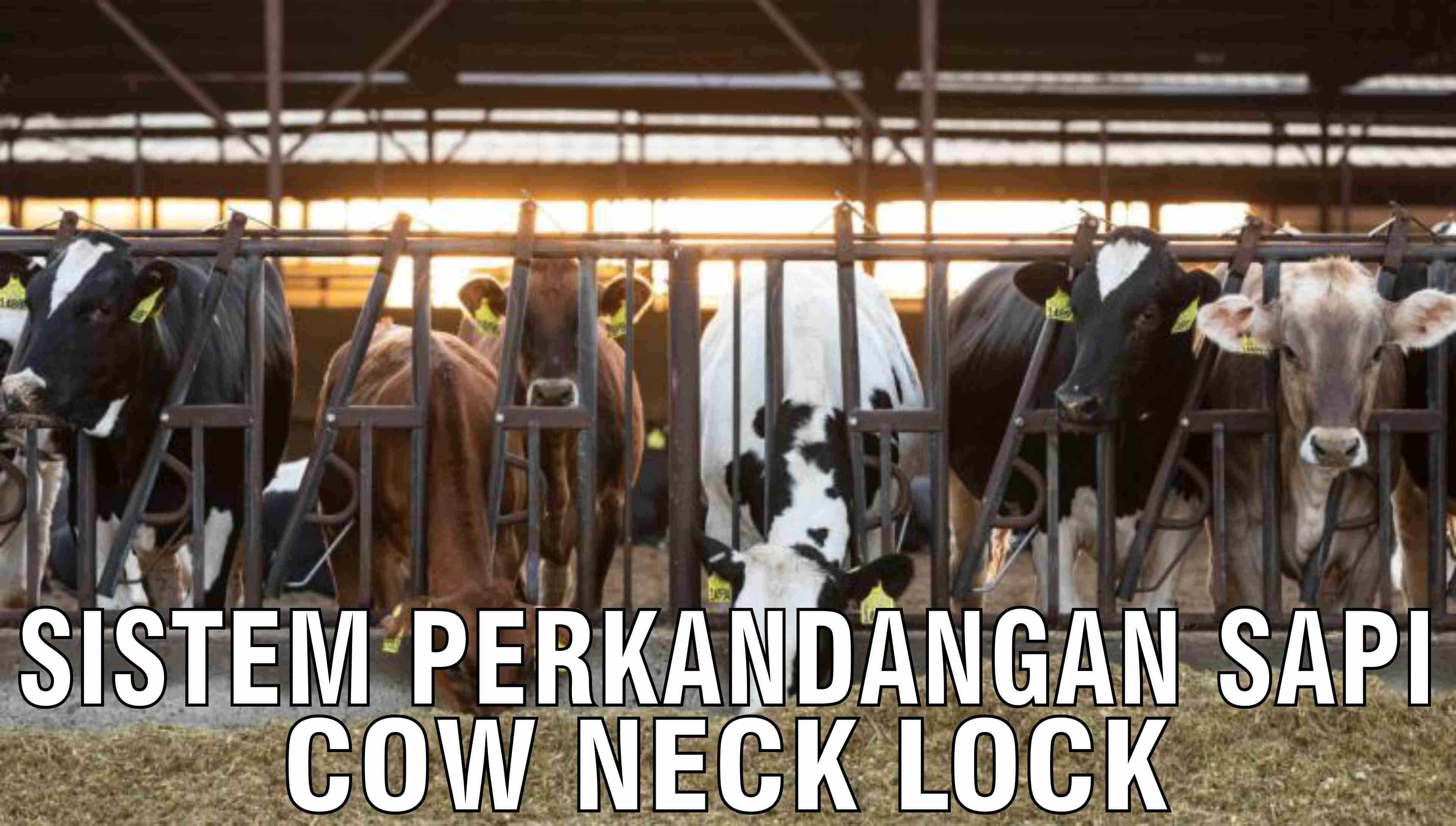 gb-28102024-06.58.14-Sistem-Perkandangan-Sapi-Cow-Neck-Lock.jpg