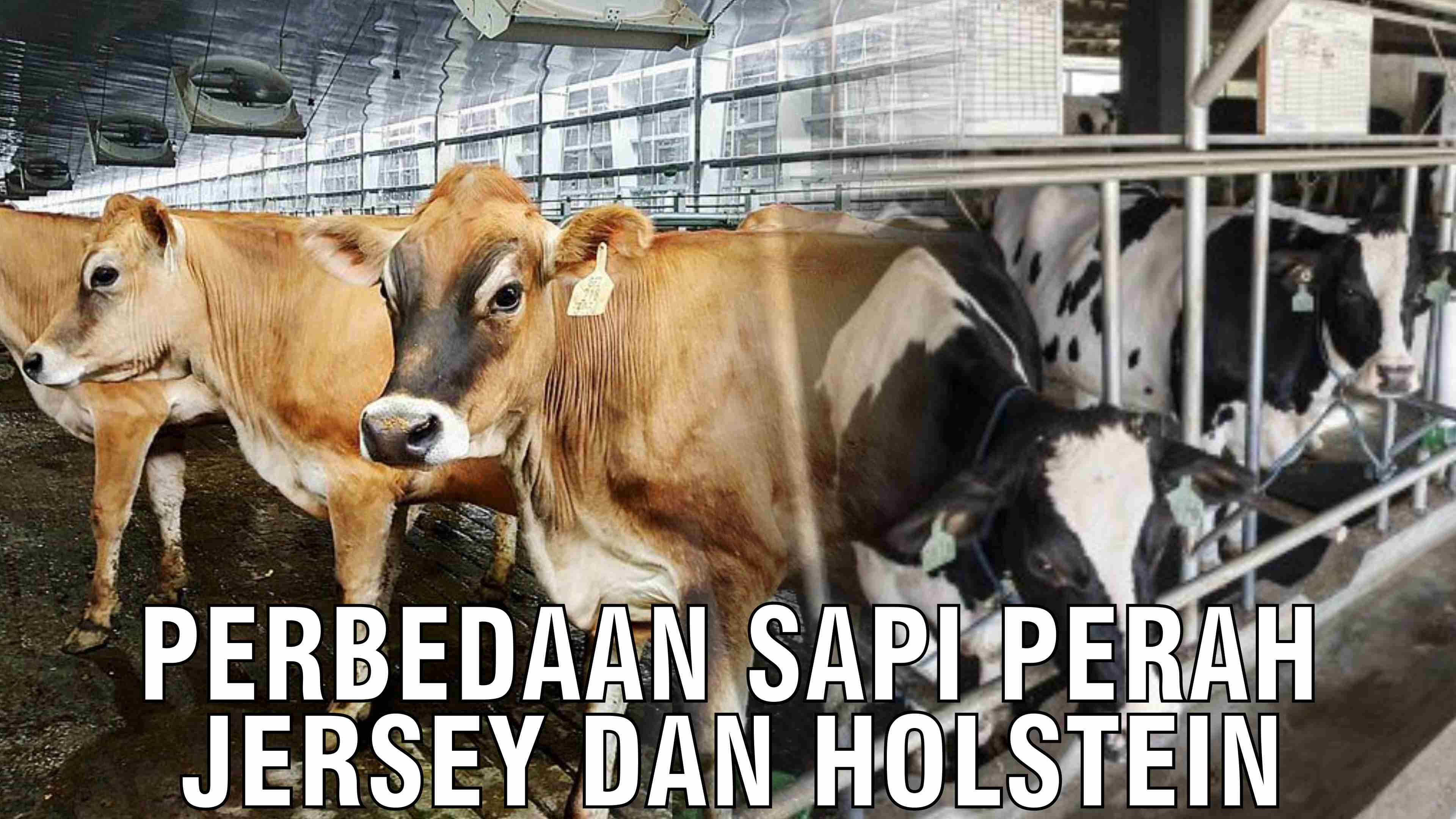 gb-28102024-07.59.22-Perbedaan-Sapi-Perah-Jersey-Dan-Holstein.jpg