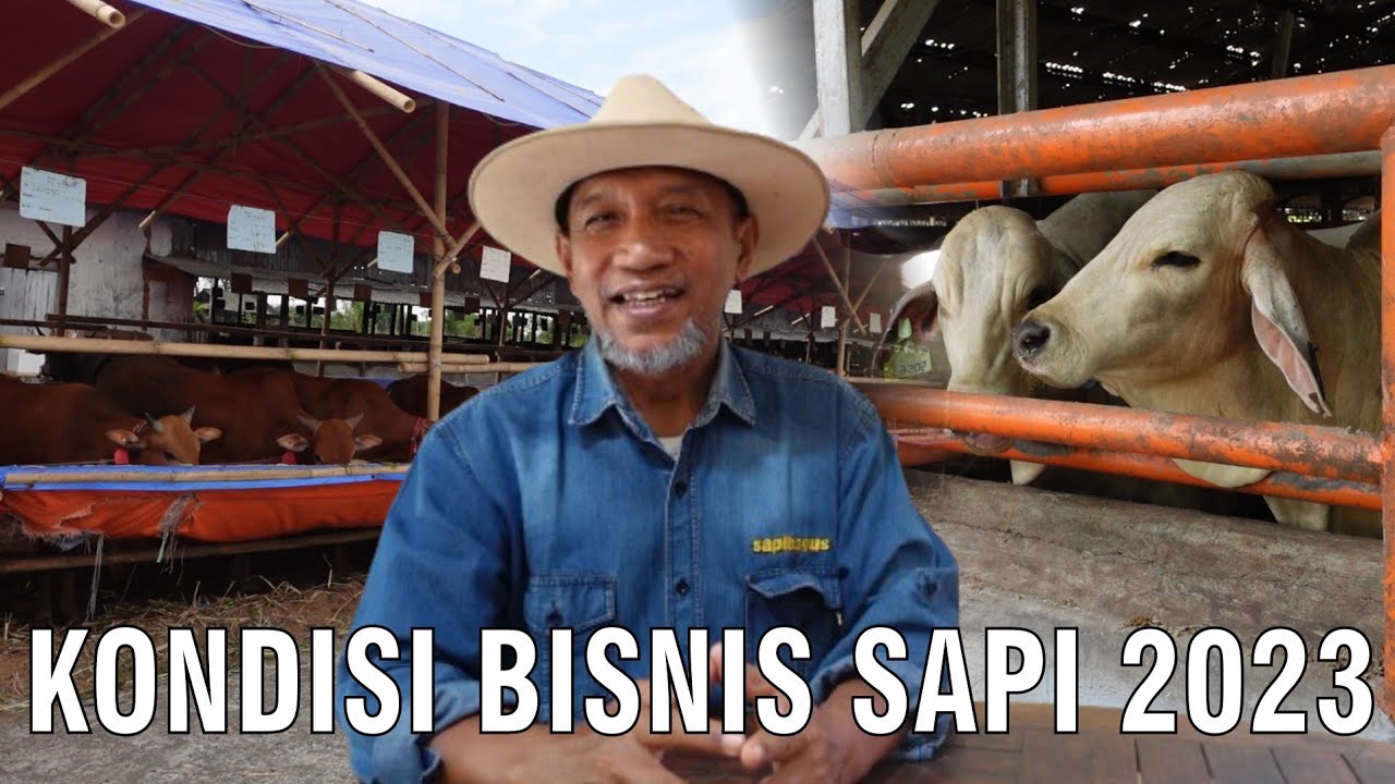 gb-29022024-03.39.54-Kondisi-Bisnis-Sapi-2023.jpg