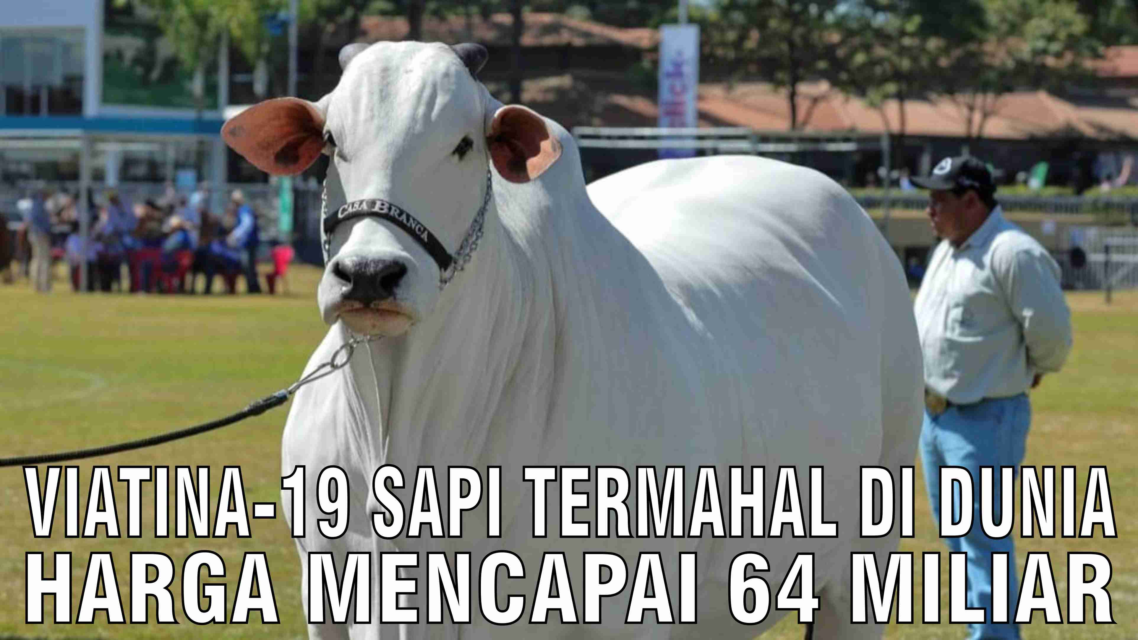 Viatina 19 Sapi Betina Termahal Di Dunia Harga Mencapai 64 Miliar