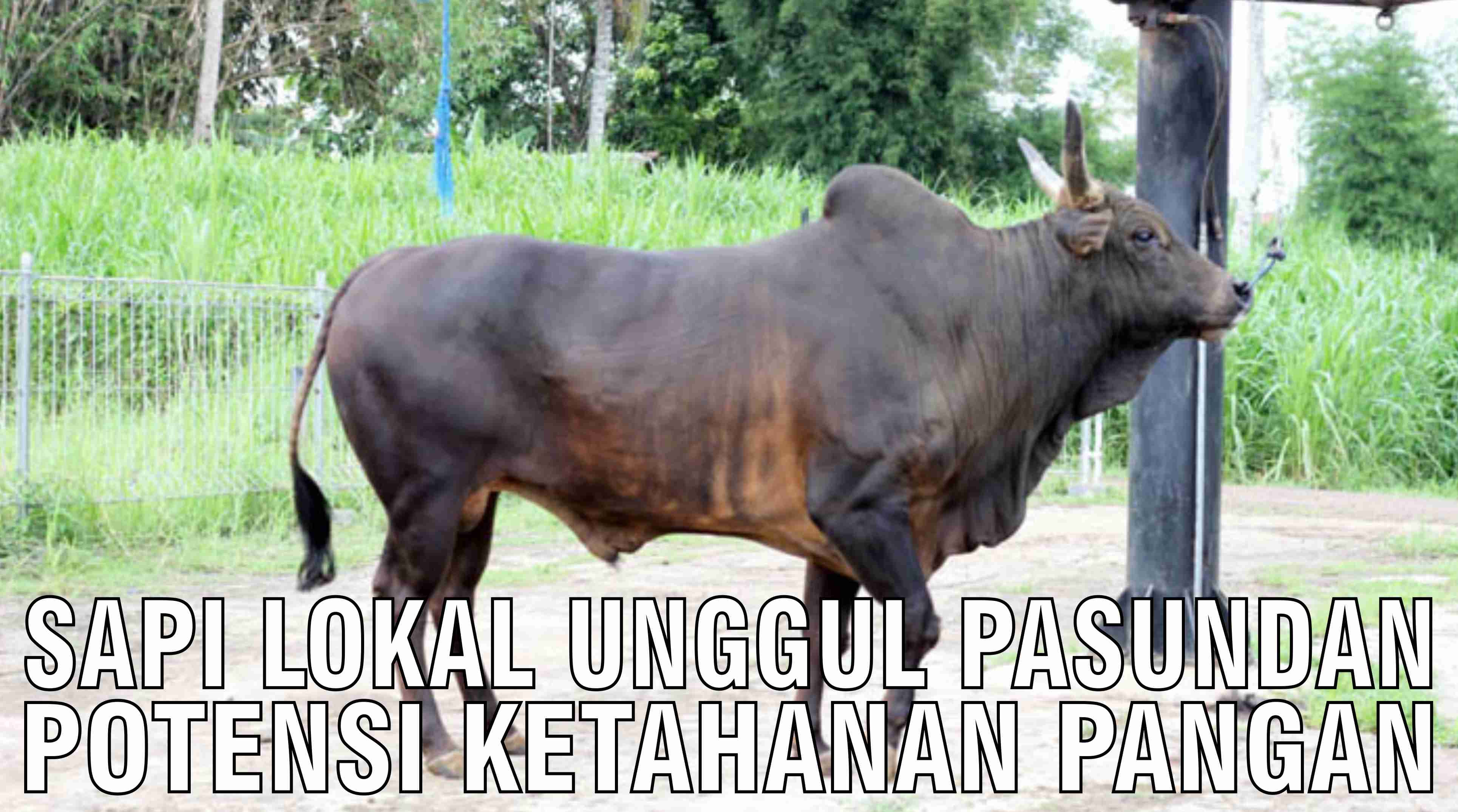 gb-29102024-04.49.21-Sapi-Lokal-Unggul-Pasundan-Potensi-Ketahanan-Pangan-Indonesia.jpg