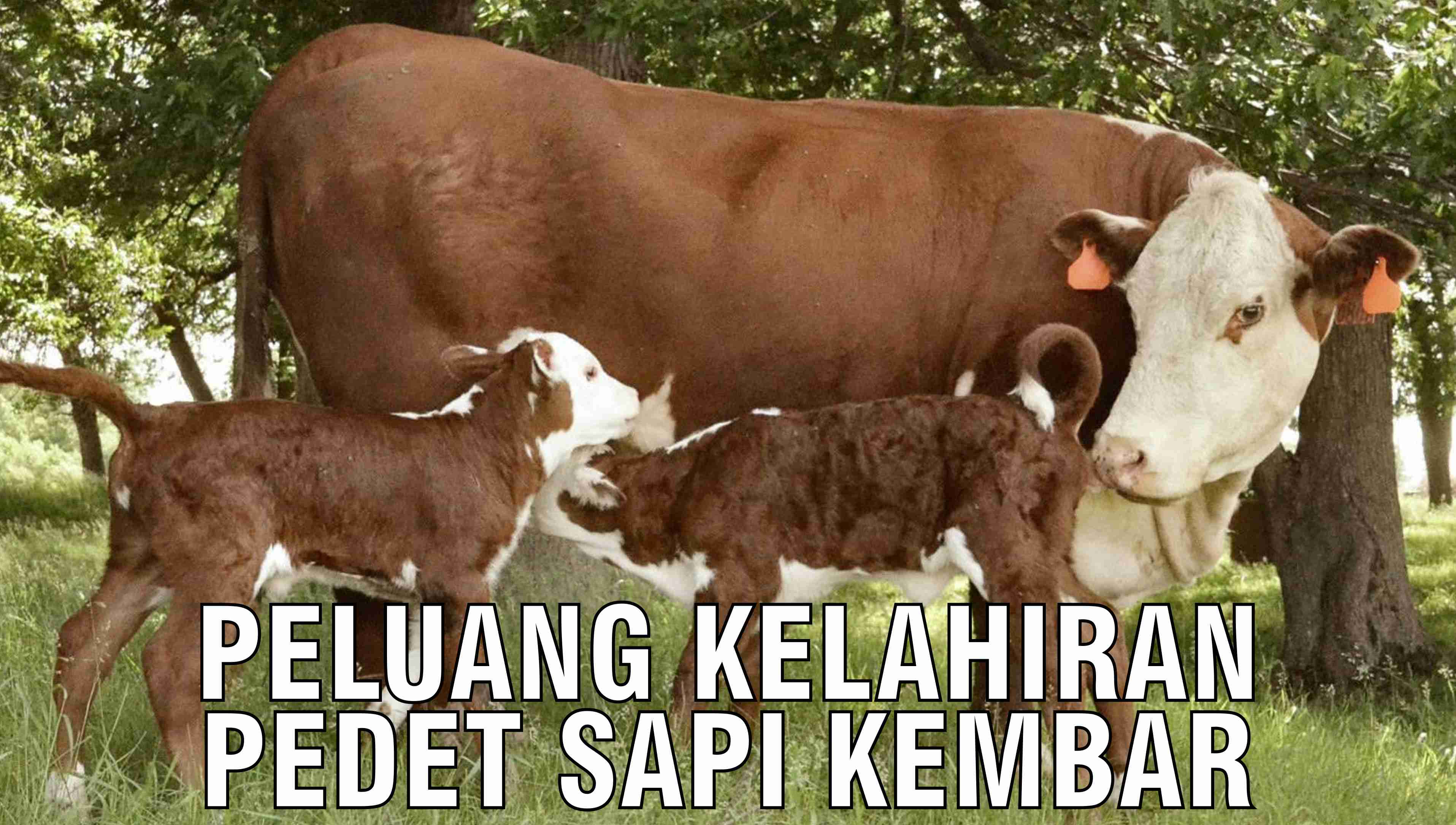 gb-29102024-06.33.04-Peluang-Kelahiran-Pedet-Sapi-Kembar.jpg