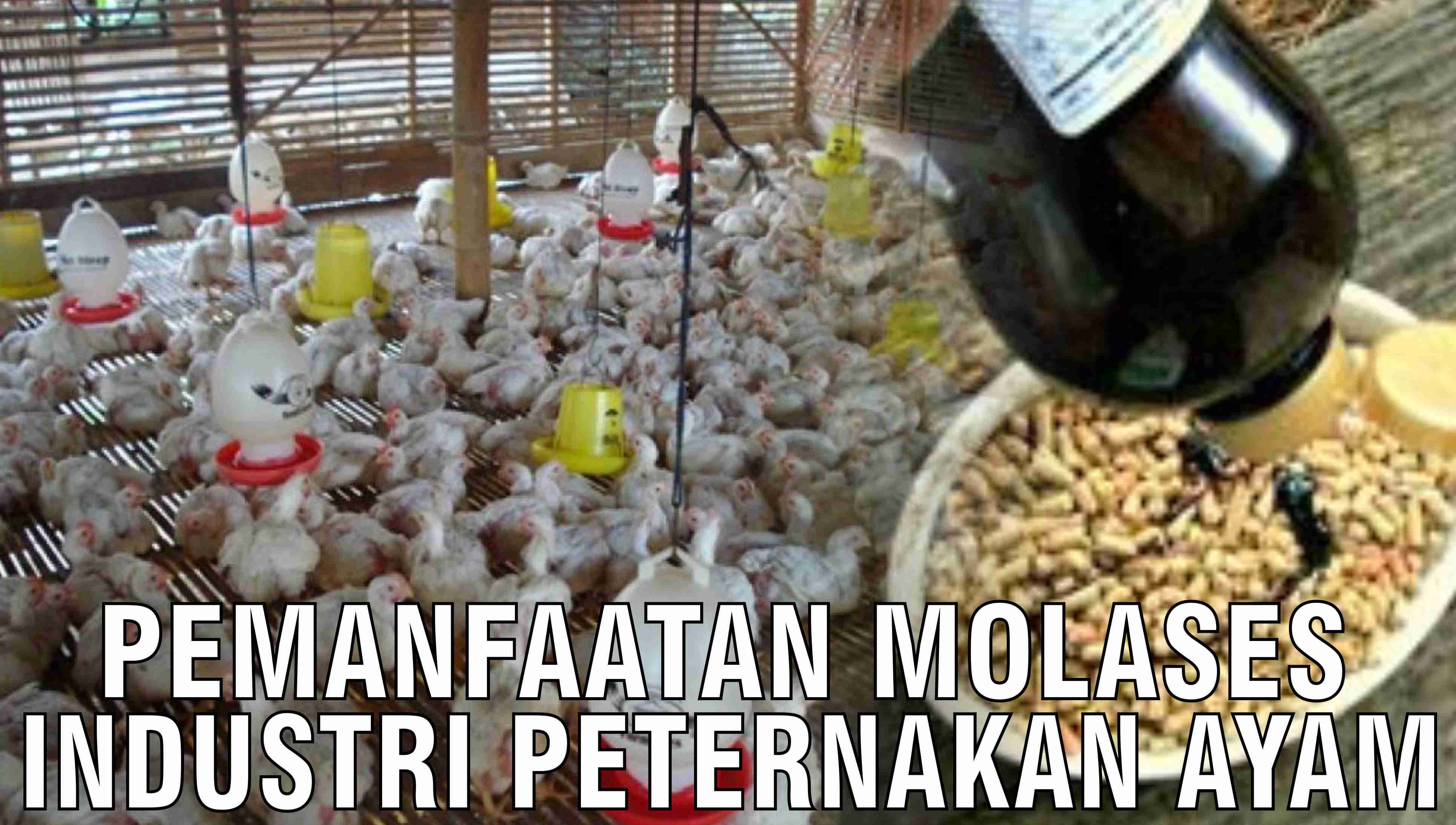 gb-29102024-08.11.05-Pemanfaatan-Molases-Industri-Peternakan-Ayam.jpg