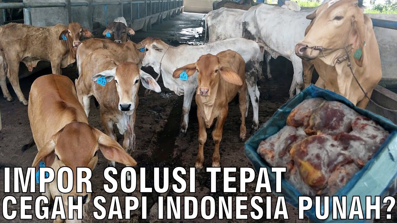 gb-30092023-08.25.01-Cegah-Sapi-Indonesia-Punah-Dengan-Impor