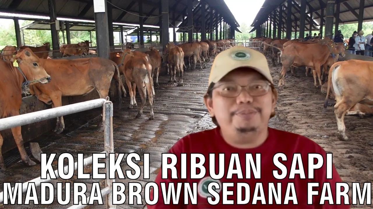 gb-30092023-09.07.28-Koleksi-Ribuan-Sapi-Madura-Brown-Sedana-Farm.JPG