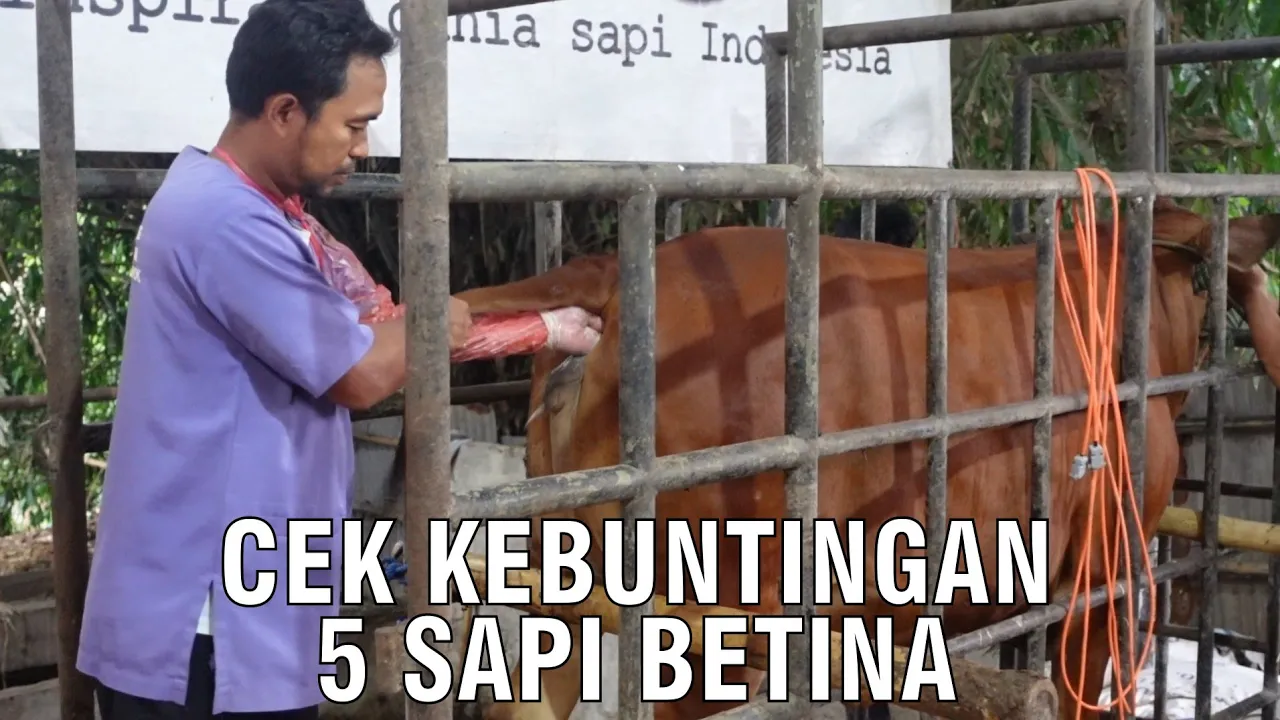 Cek Kebuntingan 5 Sapi Betina