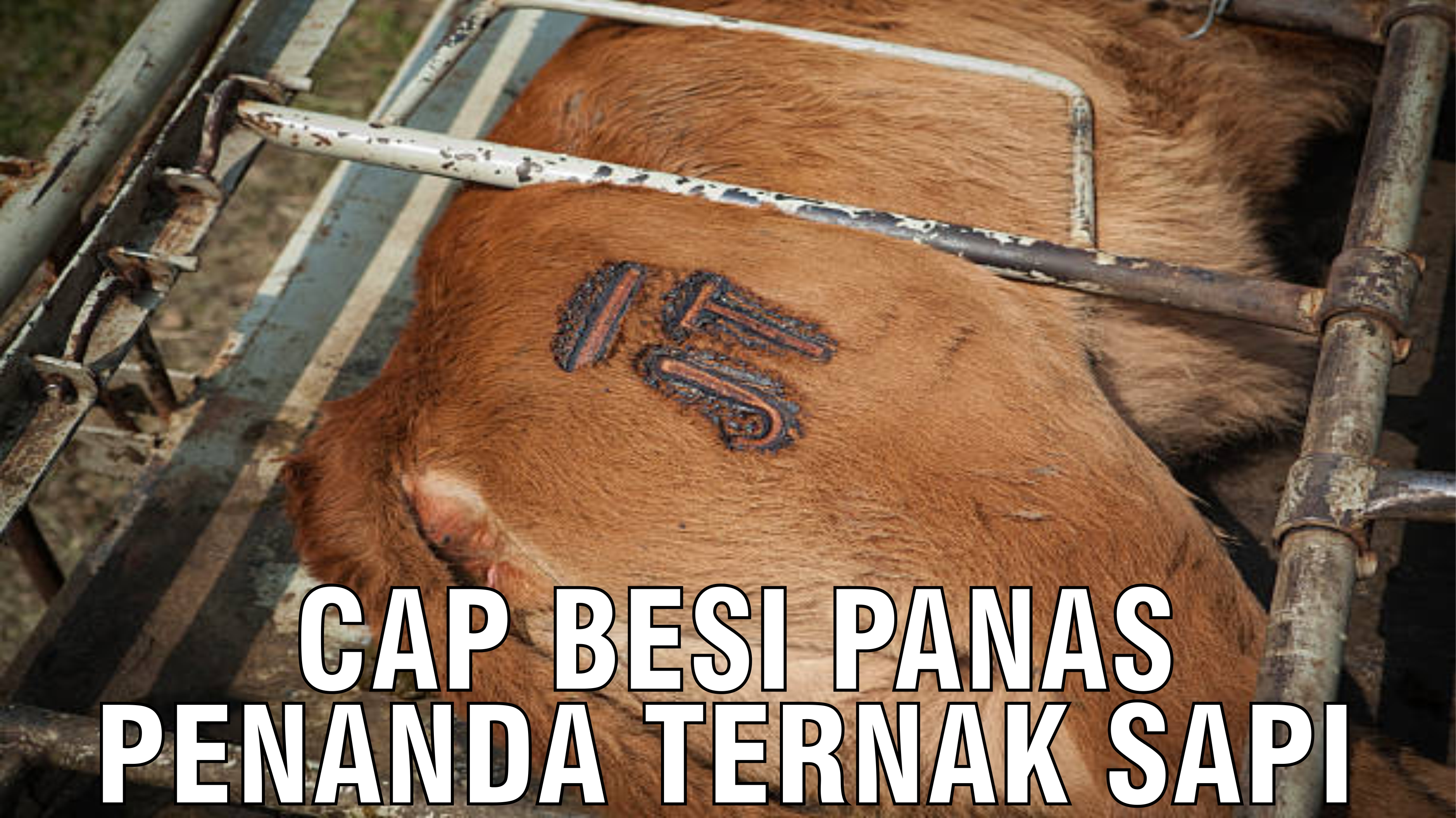 gb-31102024-04.12.11-Cap-Besi-Panas-Penanda-Ternak-Sapi.jpg