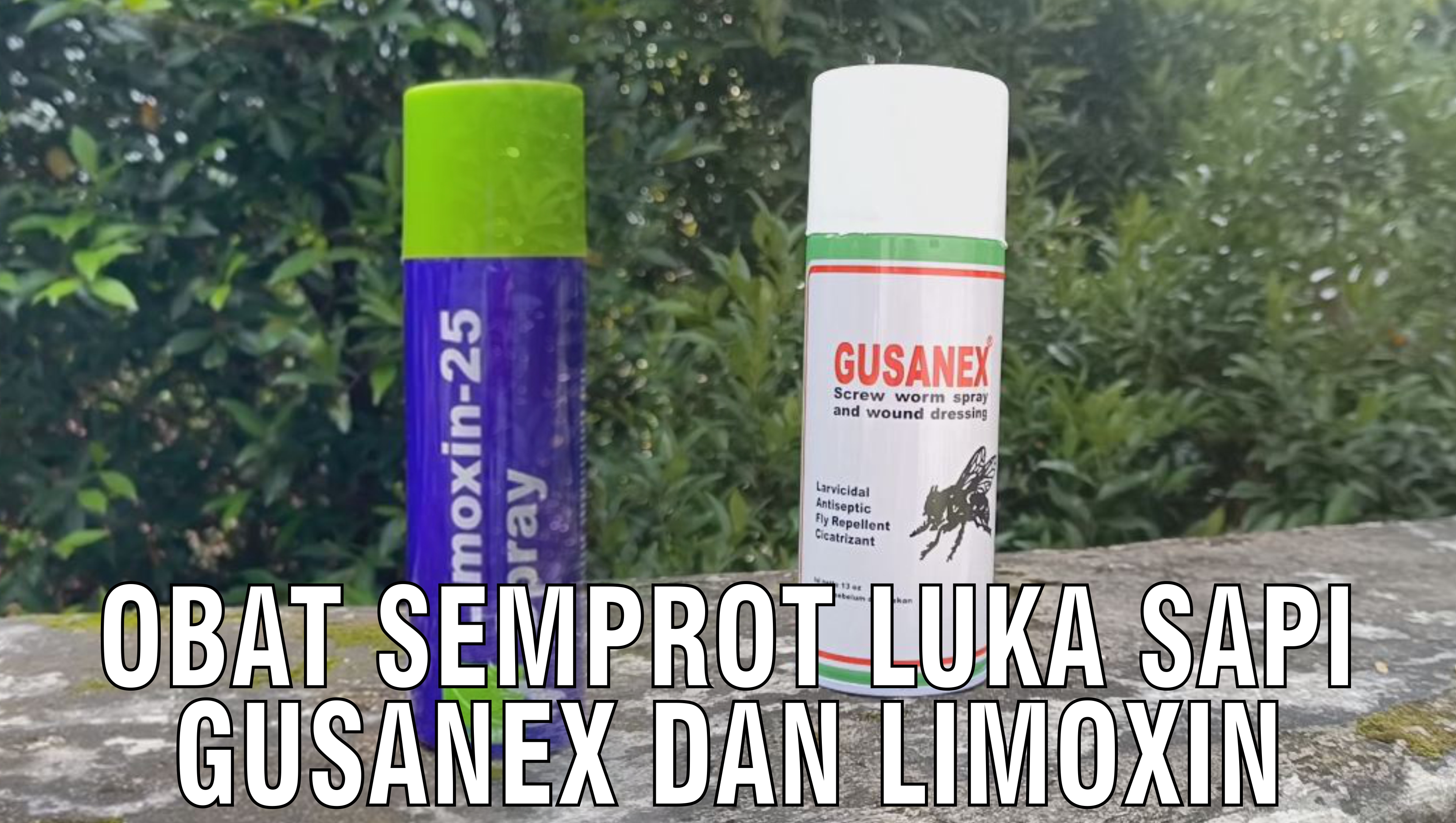 gb-31102024-08.14.49-Obat-Semprot-Luka-Sapi-Gusanex-Dan-Limoxin.jpg